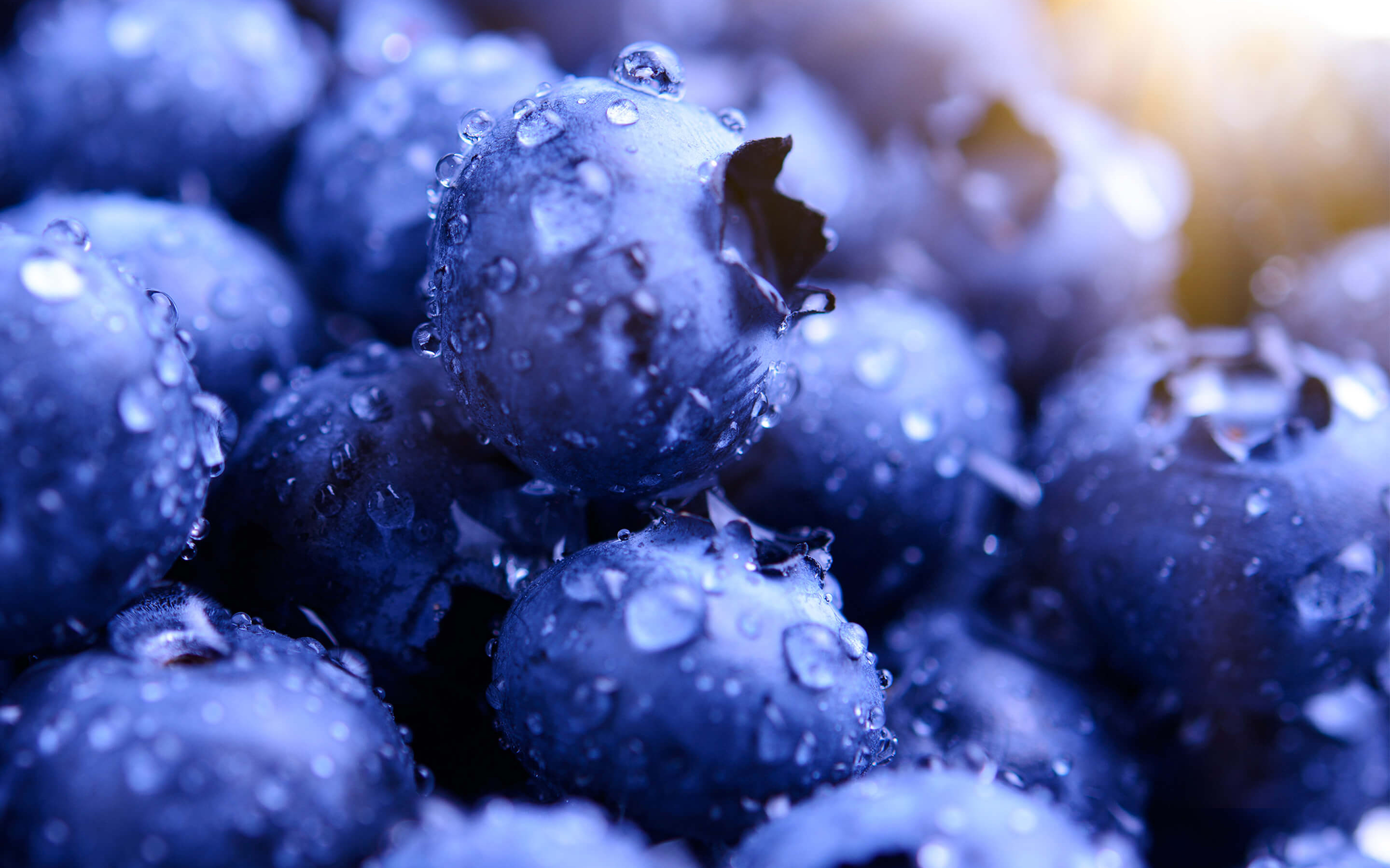 Blueberries HD Wallpapers
