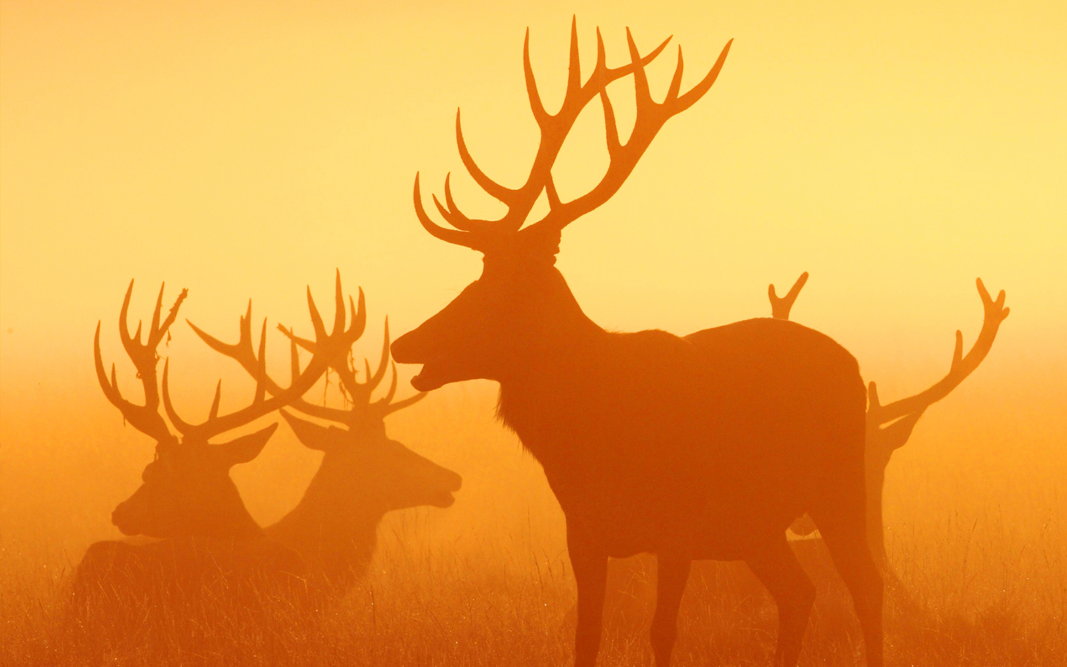 Deers HD Wallpapers