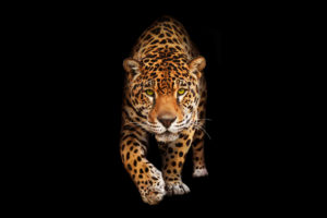 Wild Cat Jaguar HD Wallpapers