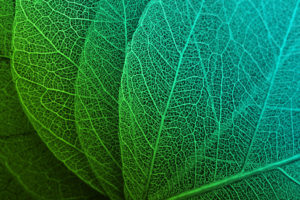 Green Leaves HD