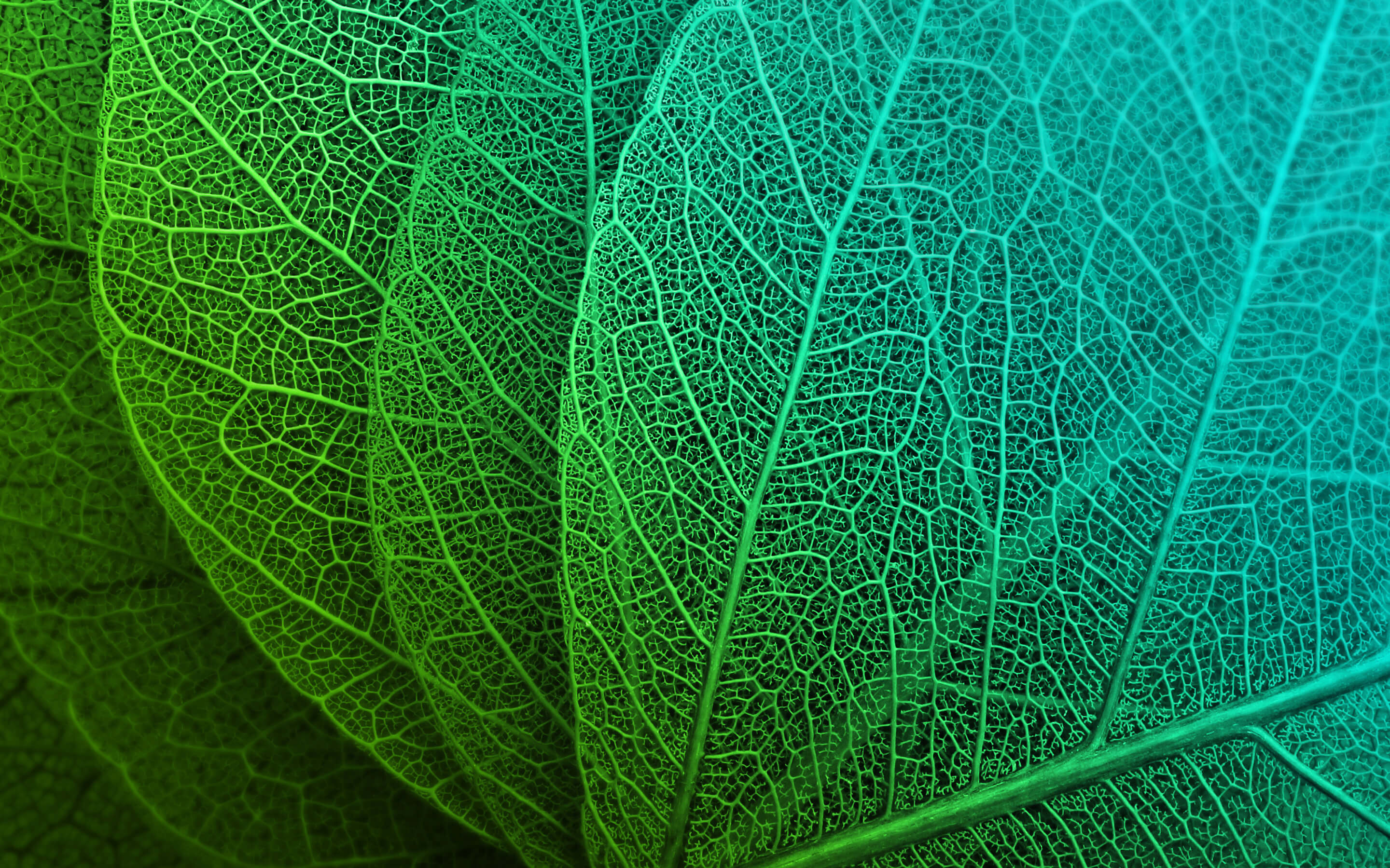 Green Leaves HD