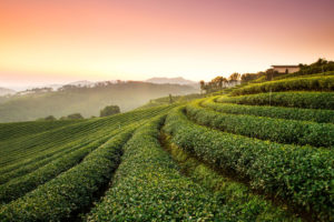 Tea Plantation Landscape Wallpapers