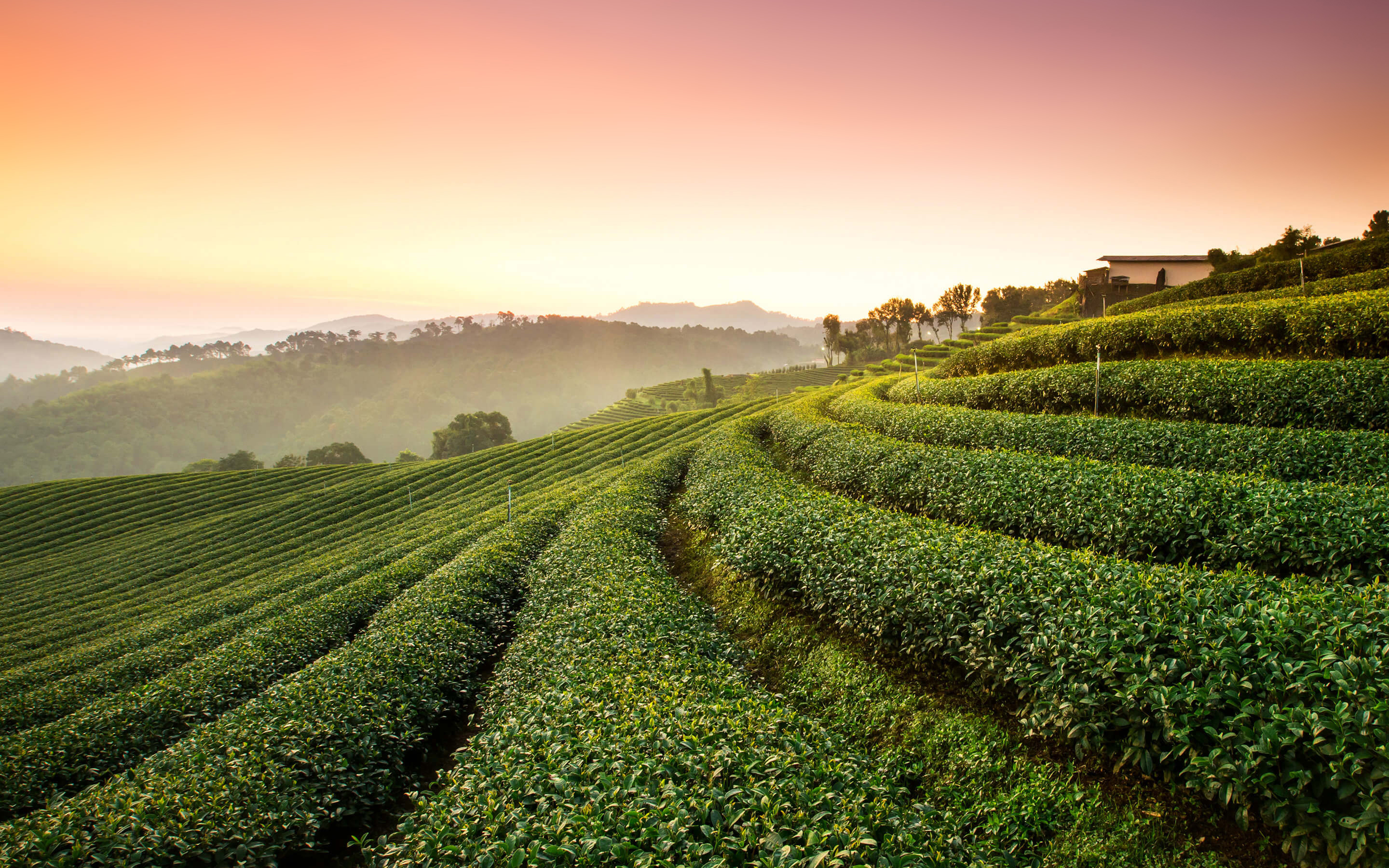 Tea Plantation Landscape Wallpapers