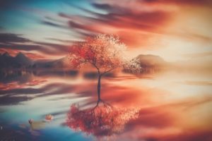 Autumn Tree Reflections Wallpapers