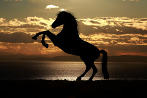 Horse Silhouette at Sunset 4K Wallpapers