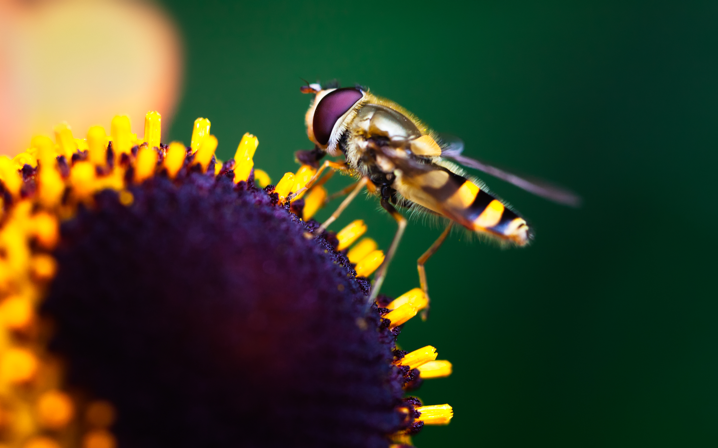 Hoverfly Pollination Wallpapers