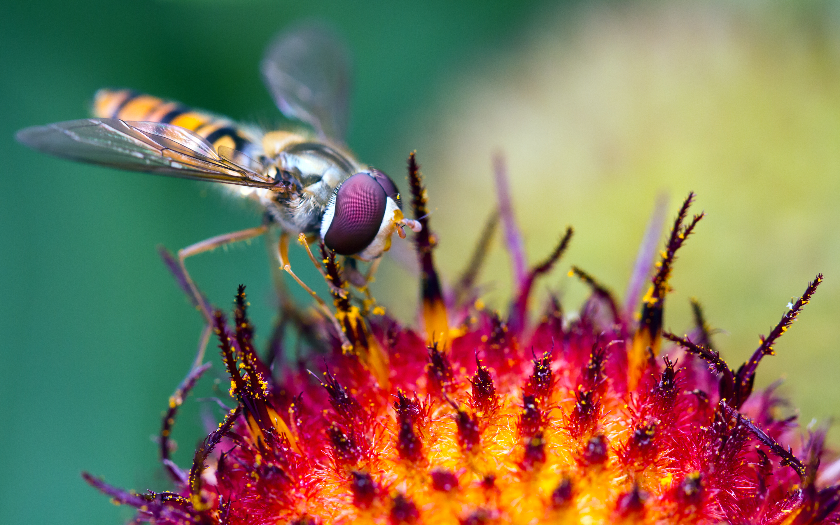 Hoverfly Pollination
