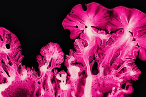 Pink Coral Ink art Macro Wallpapers