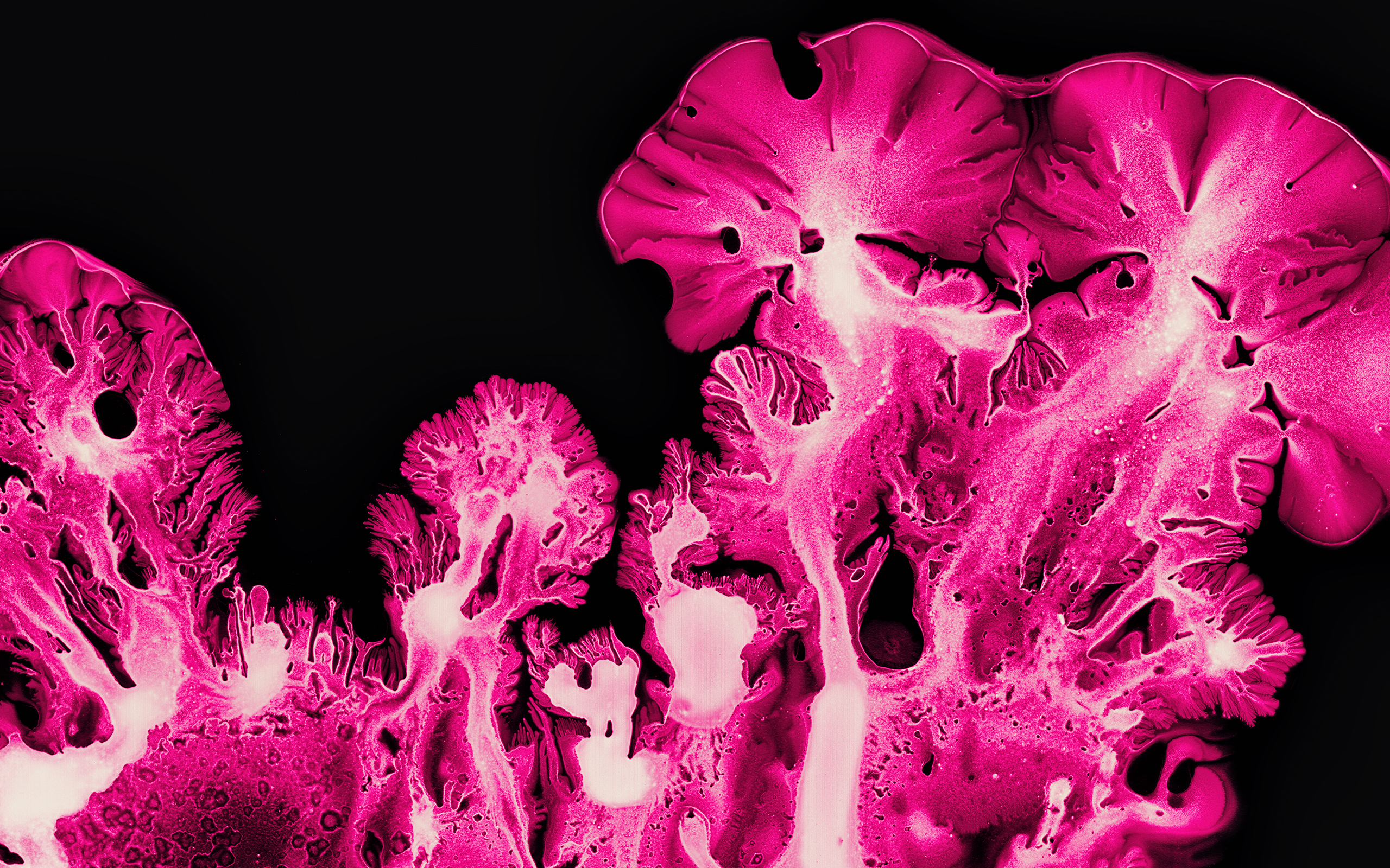 Pink Coral Ink art Macro Wallpapers