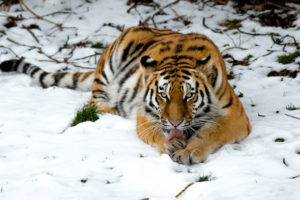 Tiger in Snow Wallpapers