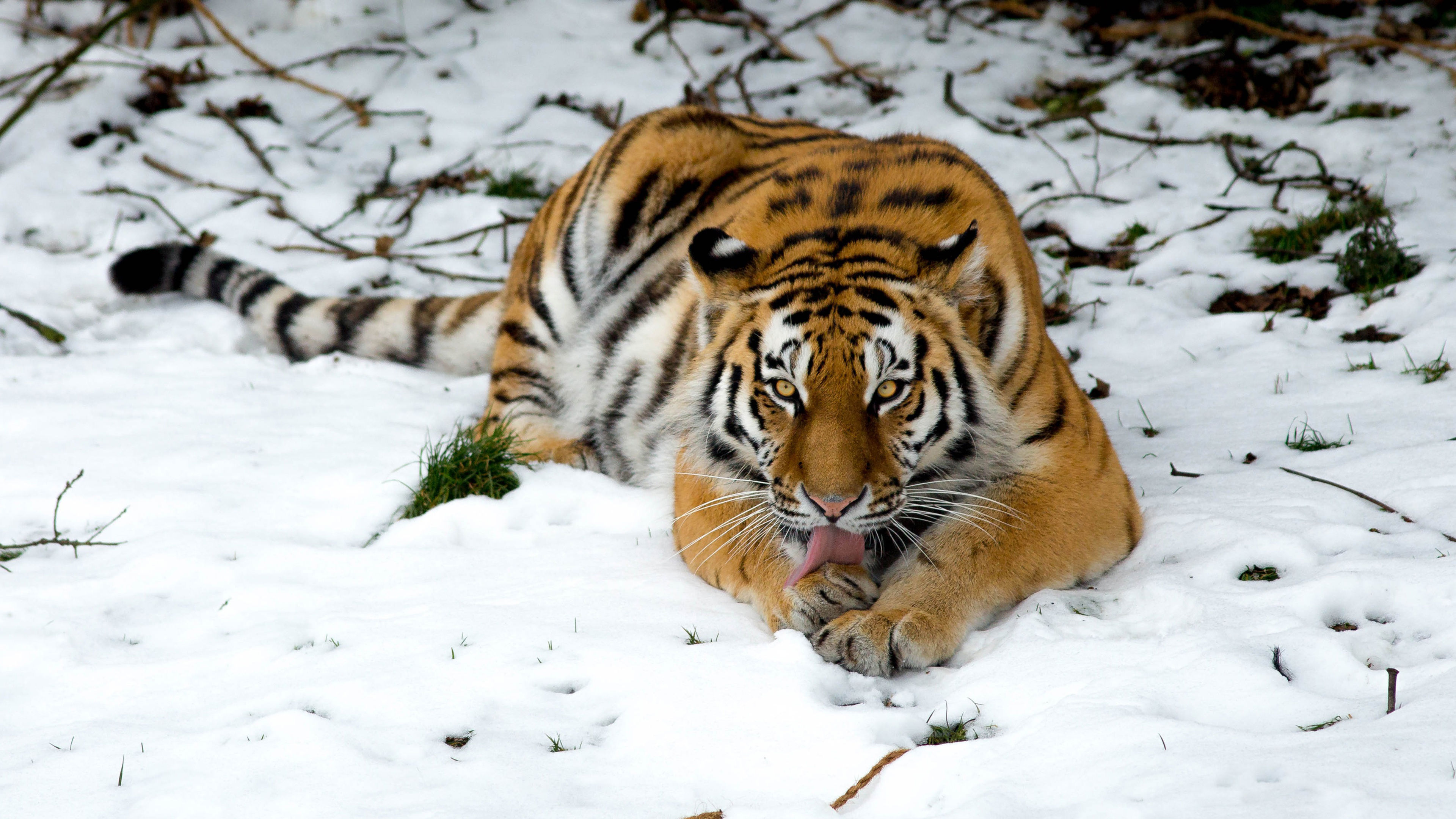 Tiger in Snow Wallpapers