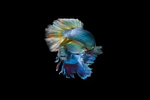 Underwater Fish 5K Wallpapers