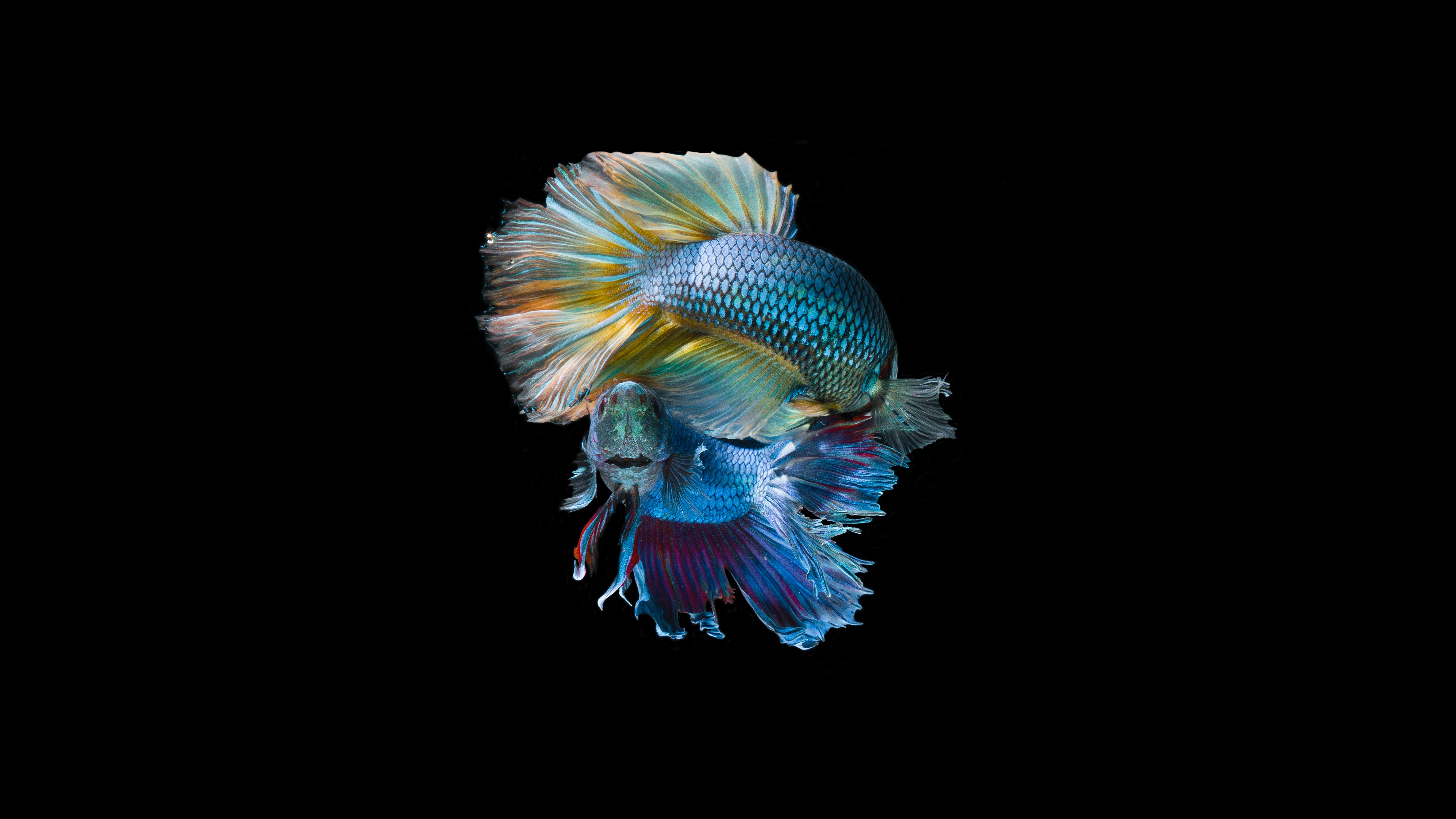 Underwater Fish 5K Wallpapers