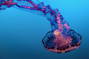 Underwater Jellyfish 4K 8K