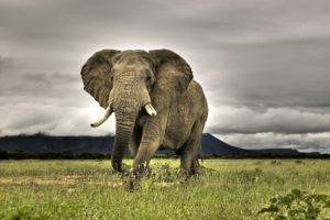 Elephant at green land