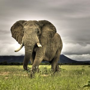 Elephant at green land wallpapers