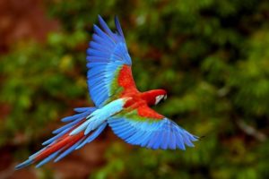 Most Beautiful Birds