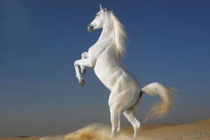 Top 10 horse wallpaper
