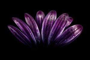 Dark Purple Flower 4K