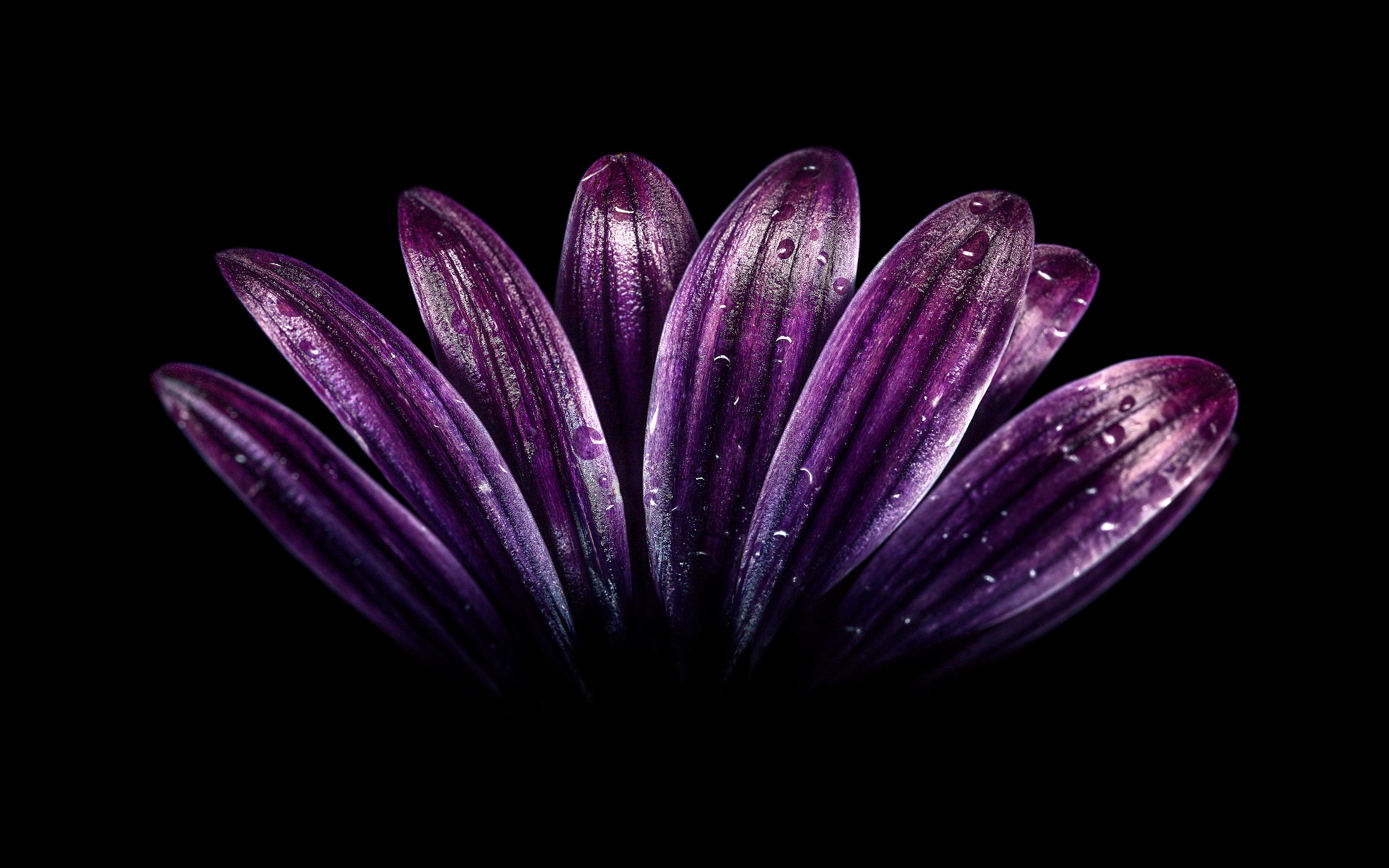 Dark Purple Flower 4K
