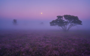 Foggy Morning Landscape