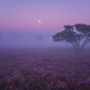 Foggy Morning Landscape Wallpapers