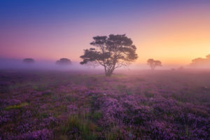 Foggy morning Landscape Wallpapers
