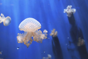 Jellyfishes Aquarium 4K Wallpapers