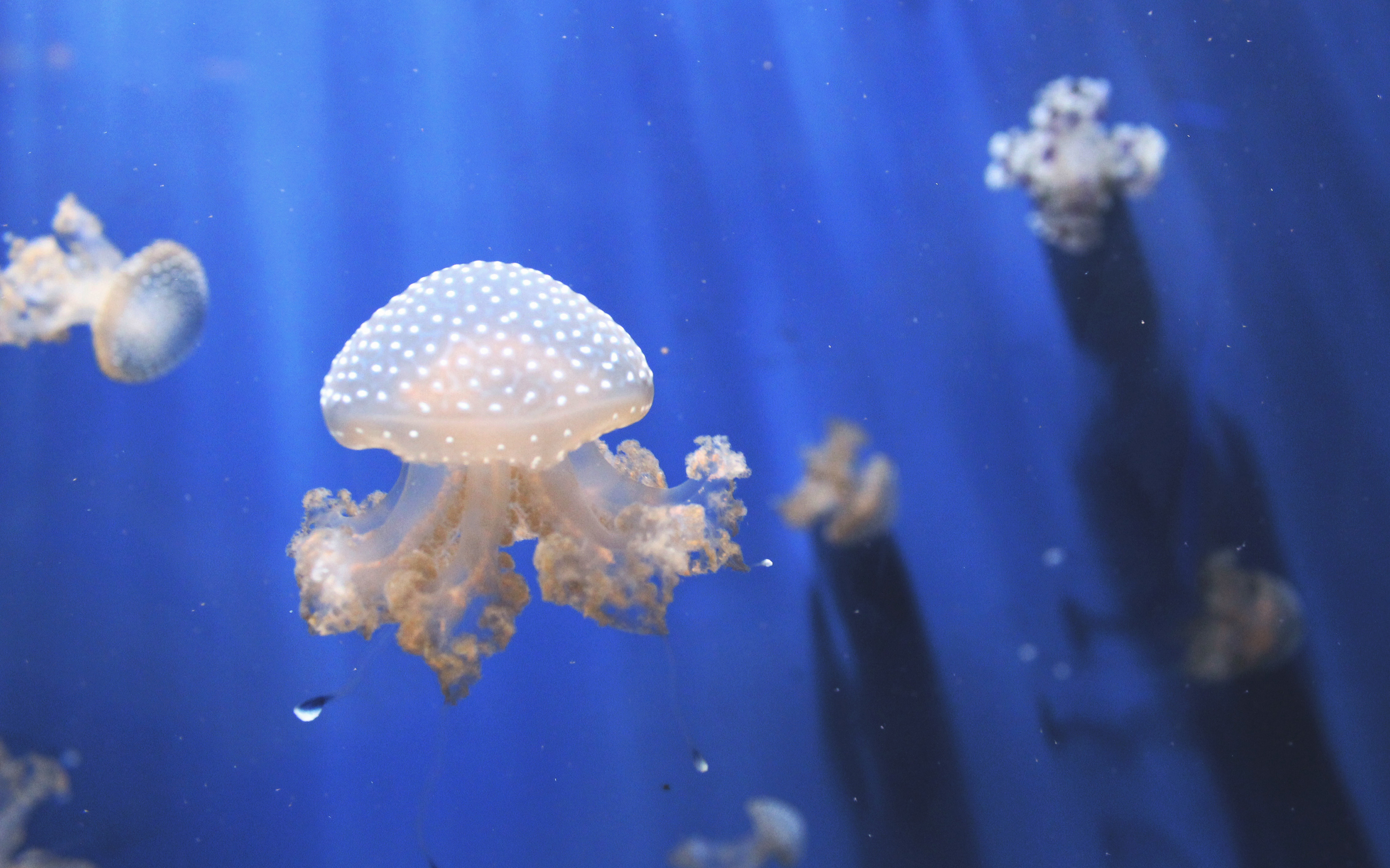 Jellyfishes Aquarium 4K
