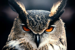 Owl 4K