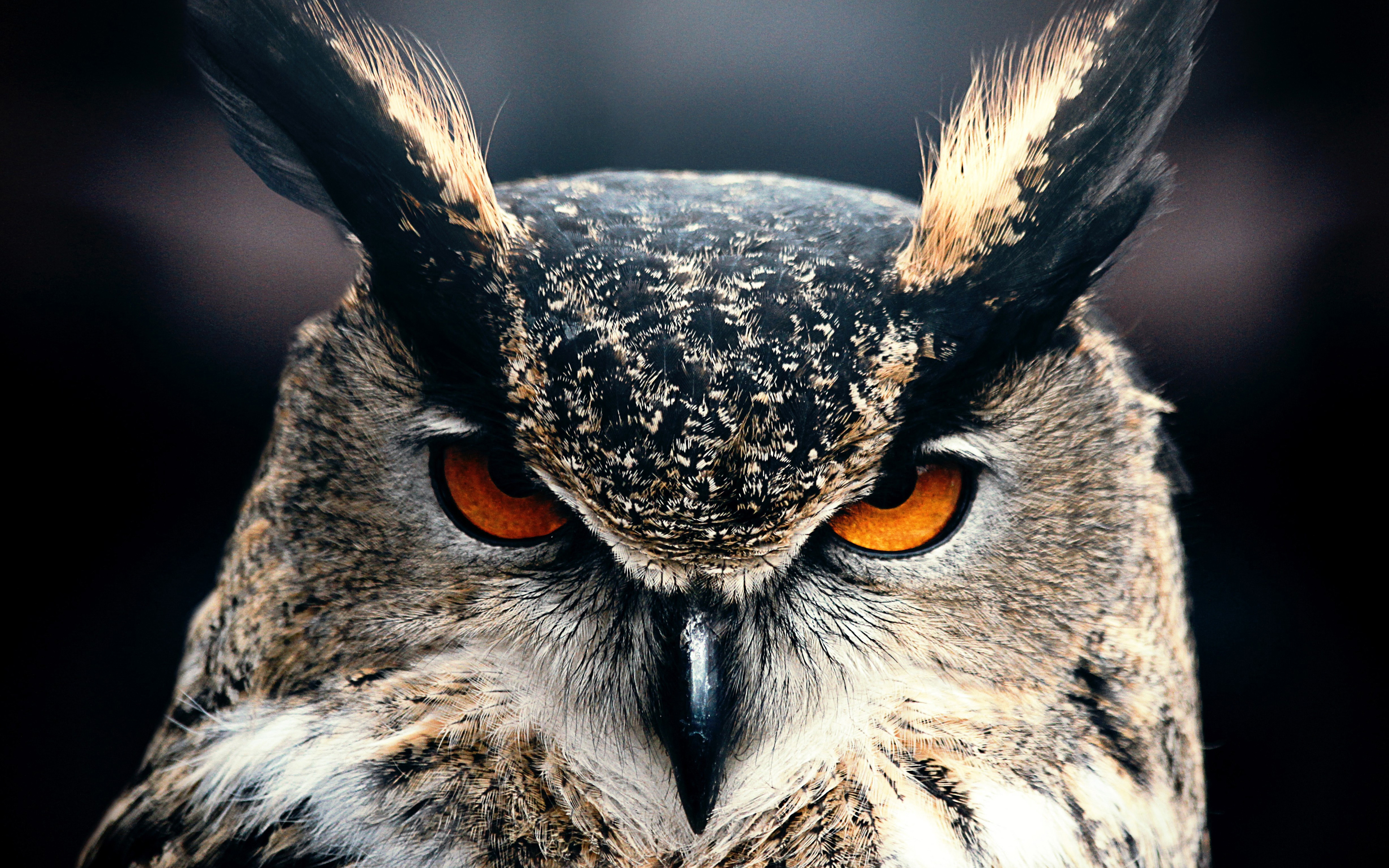 Owl 4K Wallpapers