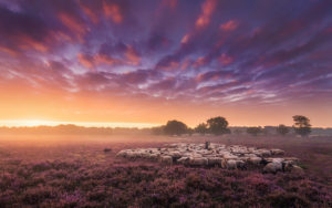 Sheeps Landscape