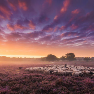 Sheeps Landscape Wallpapers