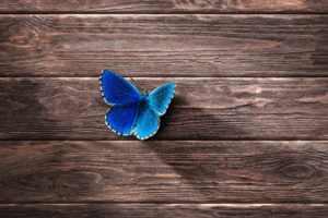 Blue Butterfly Wallpapers