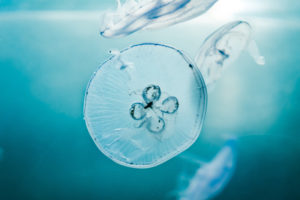 Jellyfishes in Aquarium 5K Wallpapers