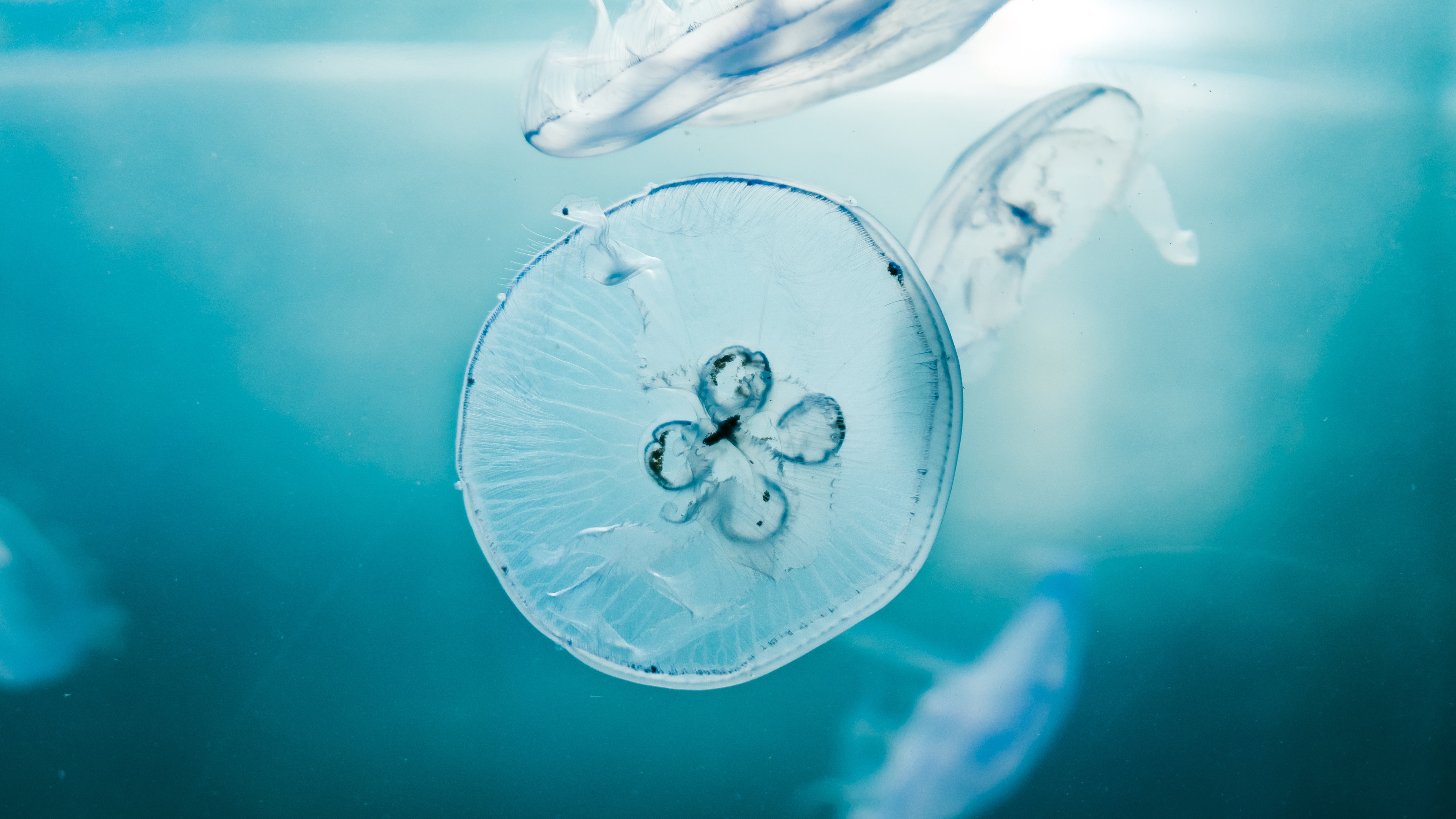 Jellyfishes in Aquarium 5K Wallpapers