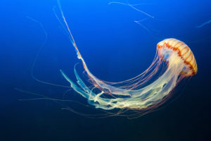 Jellyfishin Aquarium 4K 8K