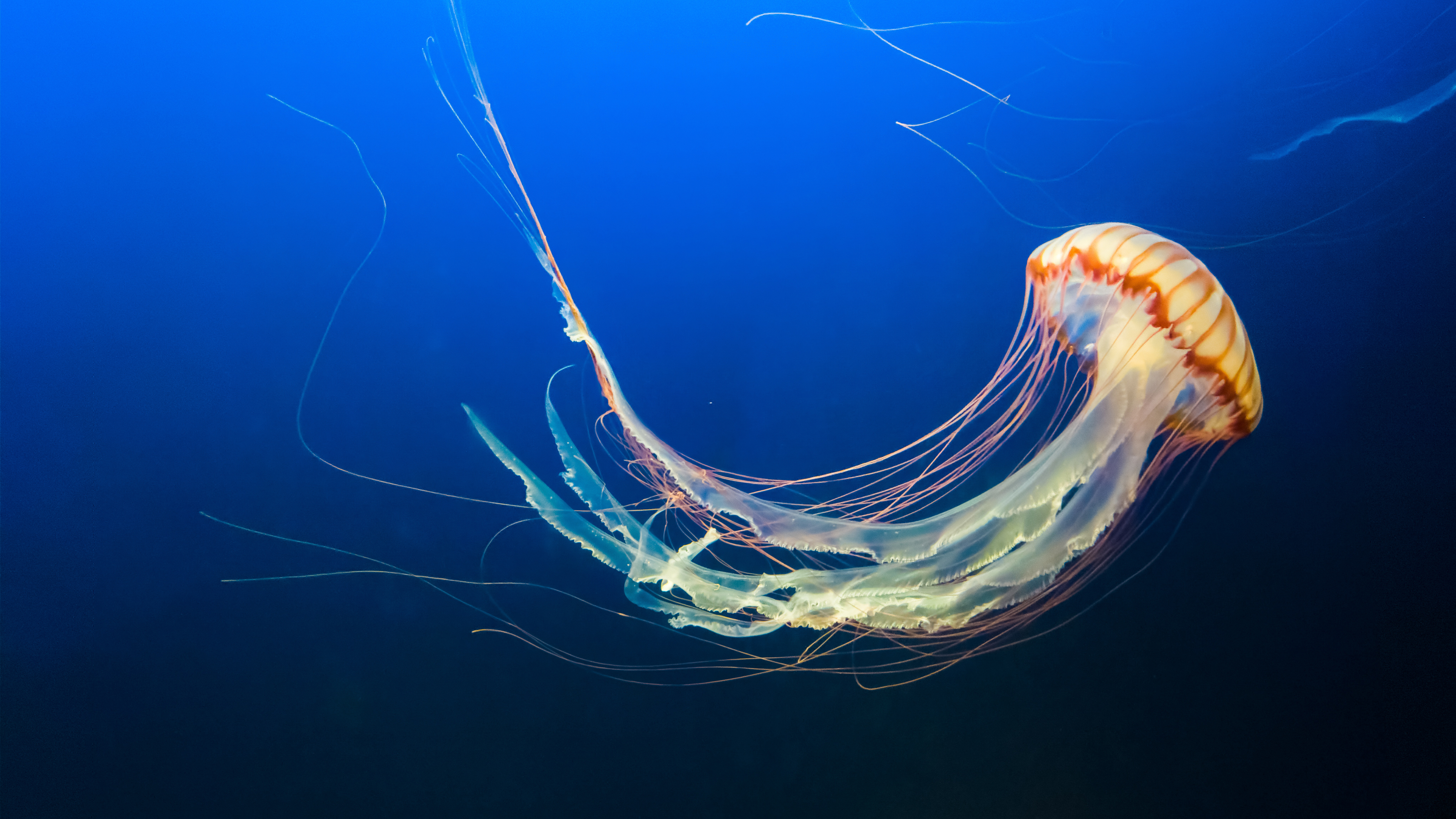 Jellyfishin Aquarium 4K 8K Wallpapers