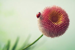 Ladybug on Pencil flower 4K Wallpapers