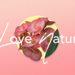 Love Nature Wallpapers