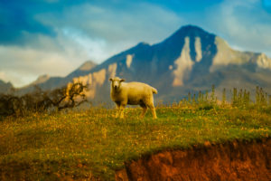 New Zealand Sheep 4K Wallpapers