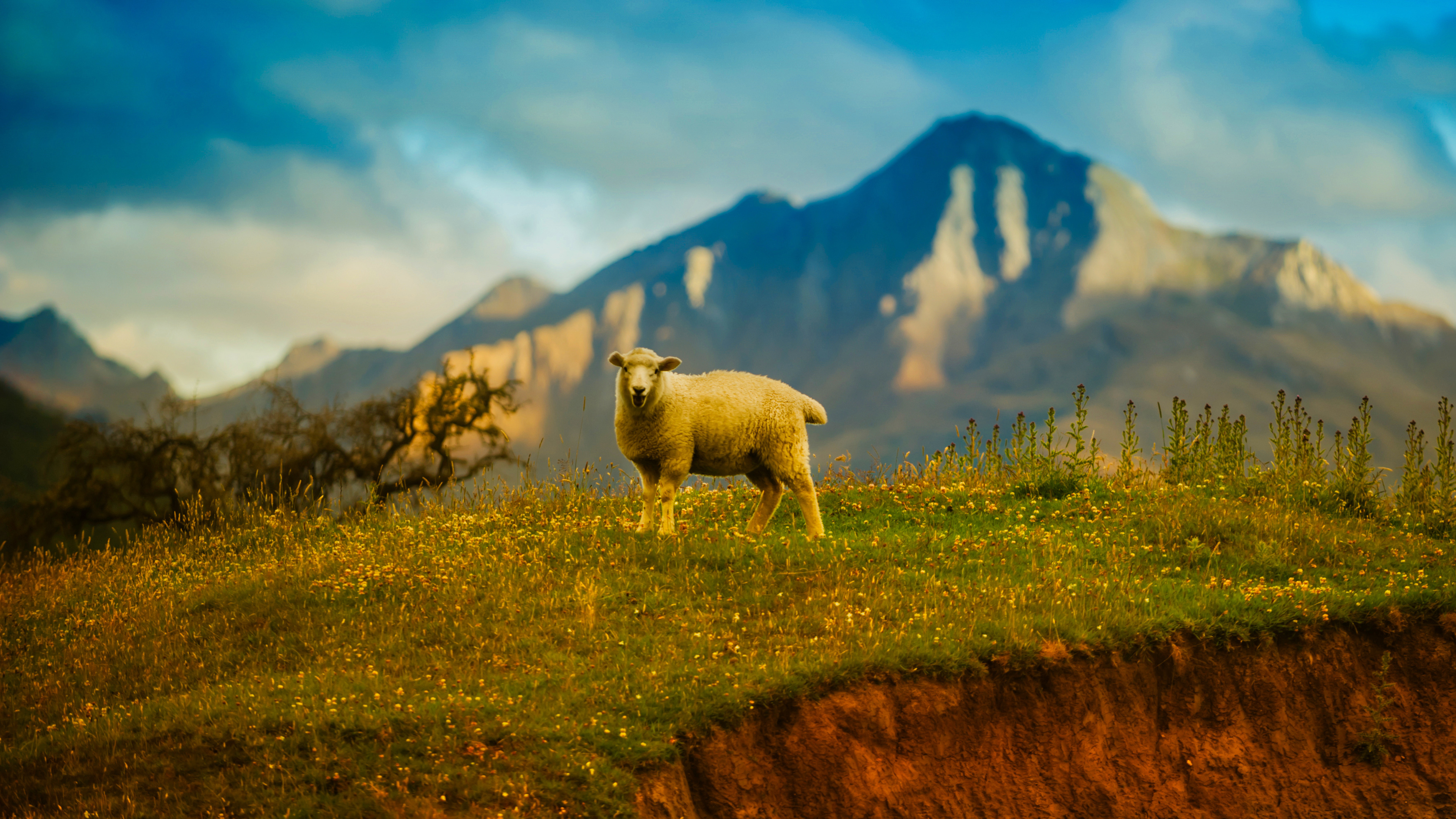 New Zealand Sheep 4K Wallpapers
