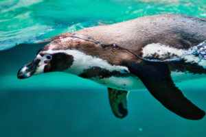 Penguin in Aquarium 4K