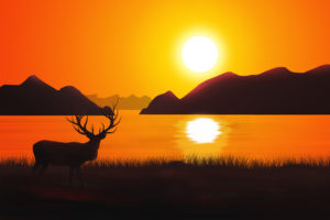 Sunset Deer Silhouette 4K
