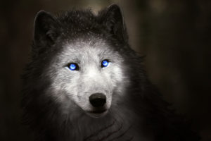 Wolf with Blue Eyes Wallpapers