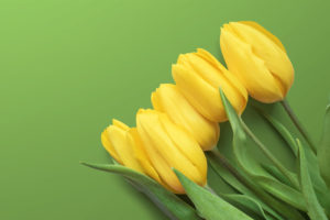 Yellow Tulips 4K