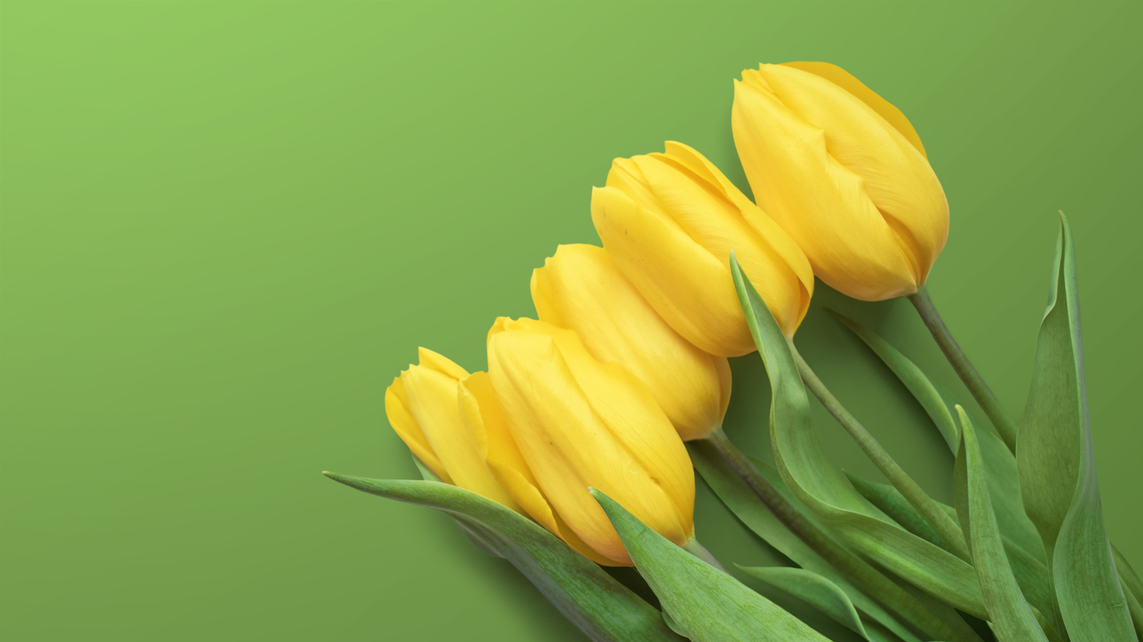 Yellow Tulips 4K Wallpapers