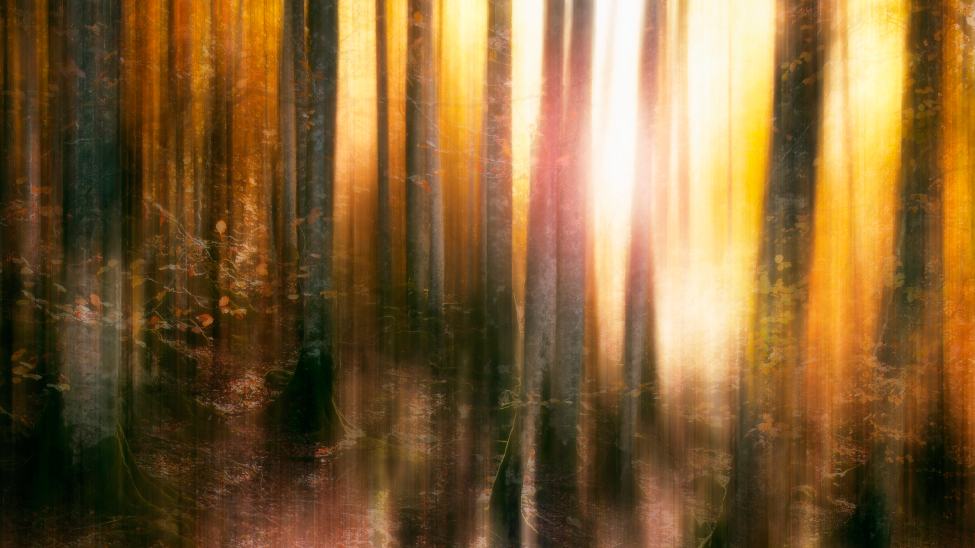 Autumn Forest 4K Wallpapers