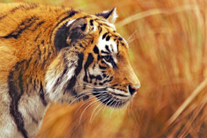 Bengal Tiger 4K 8K
