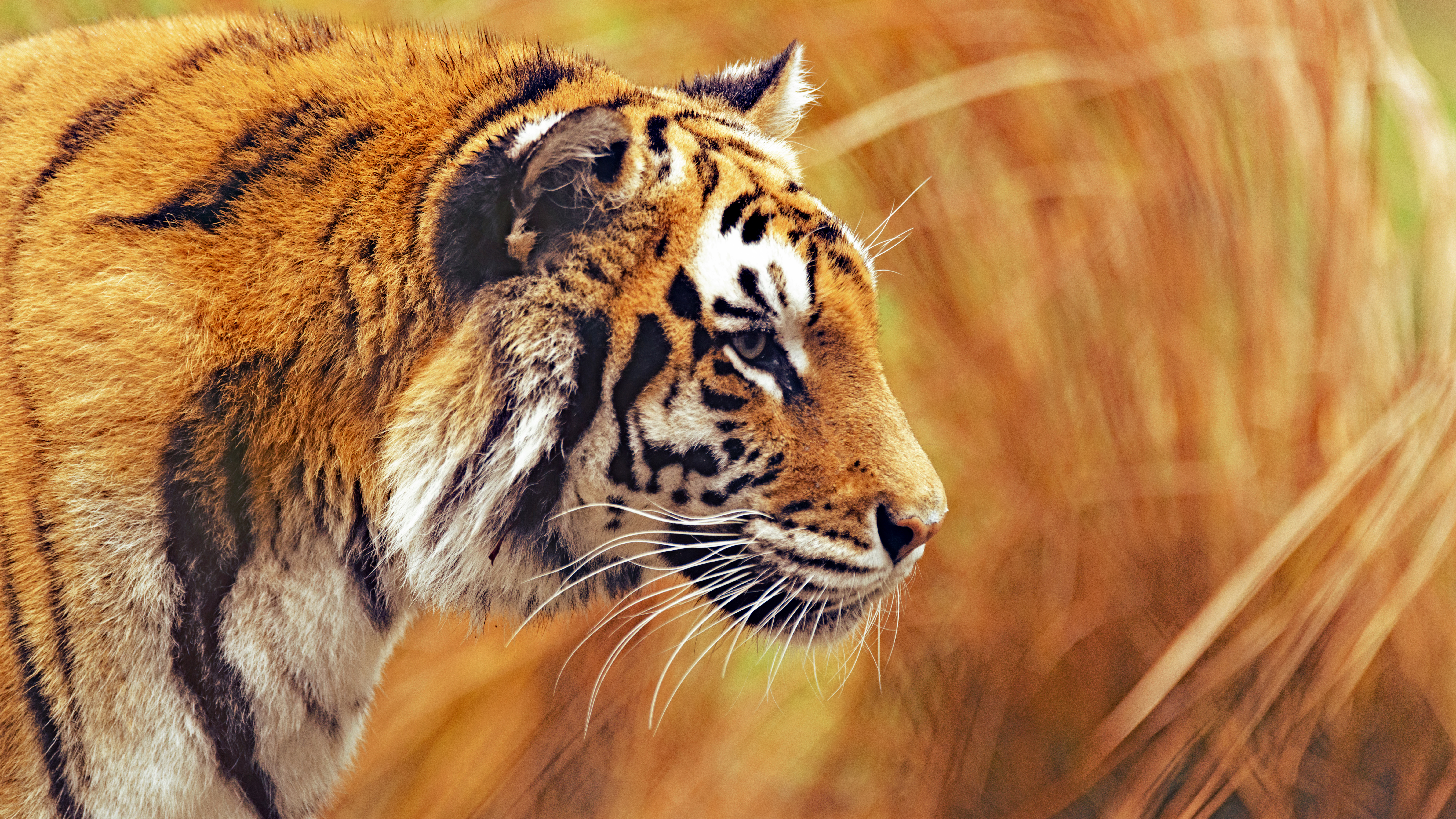 Bengal Tiger 4K 8K Wallpapers